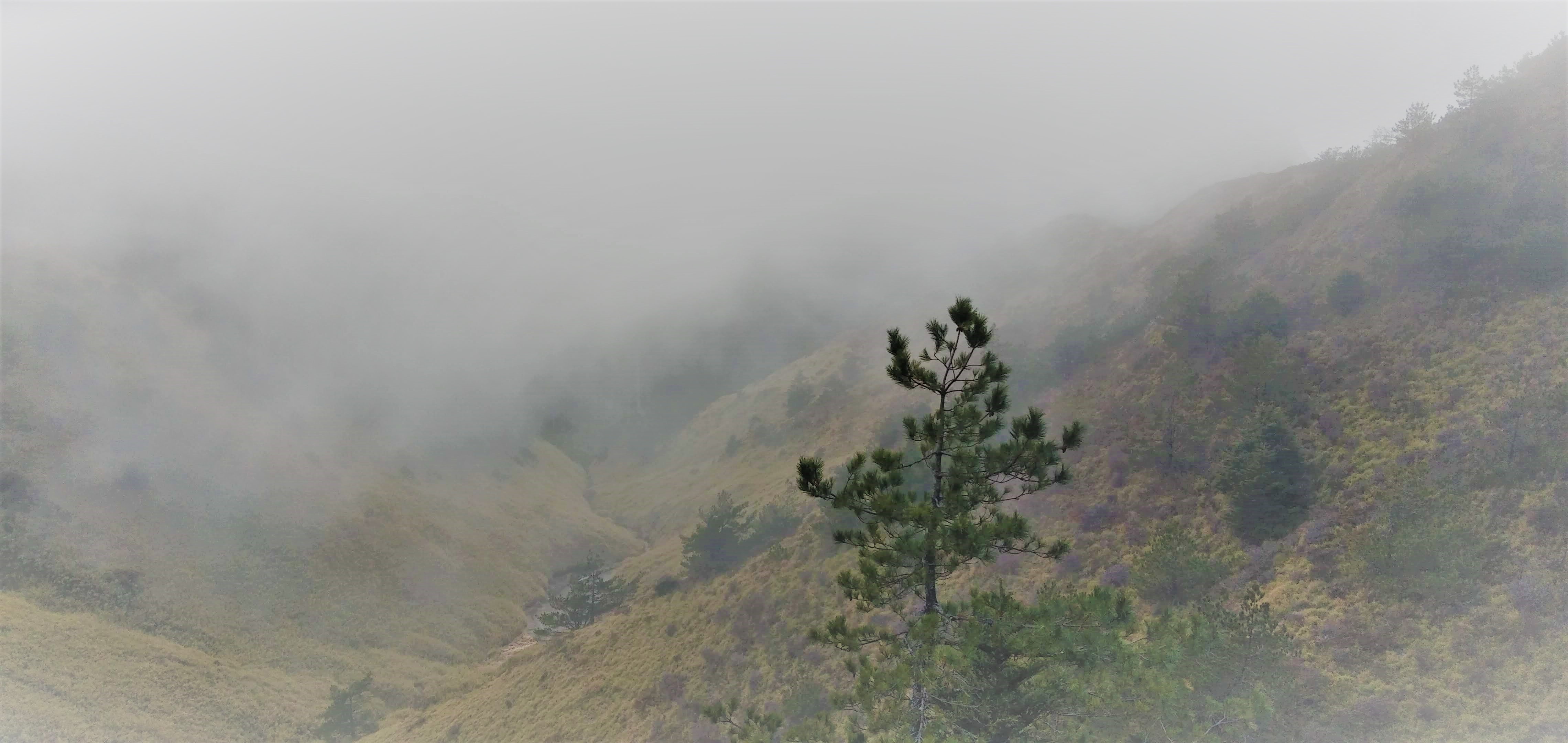 Jessica Lee’s Two Trees