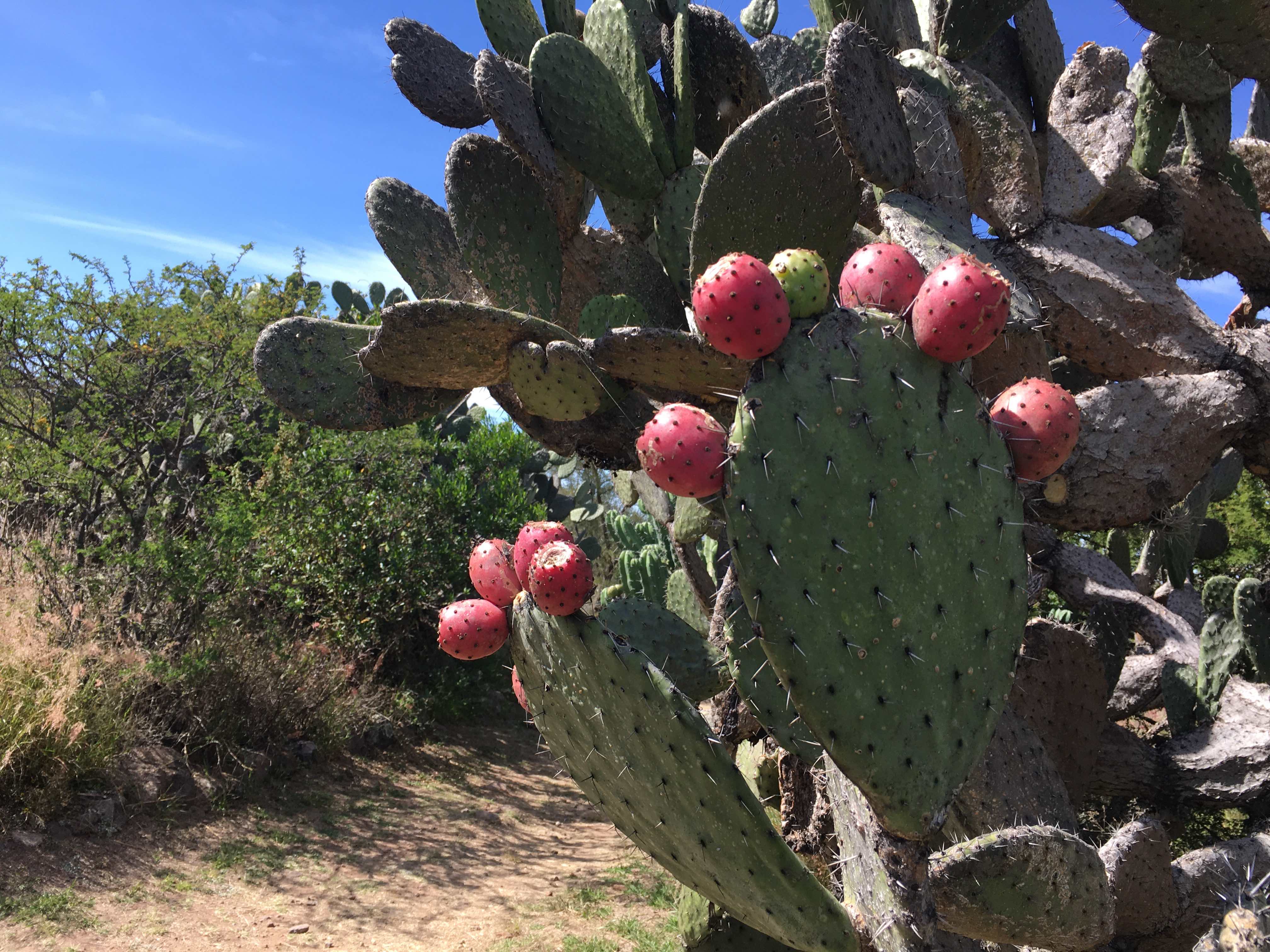 Learning to Listen in Mexico