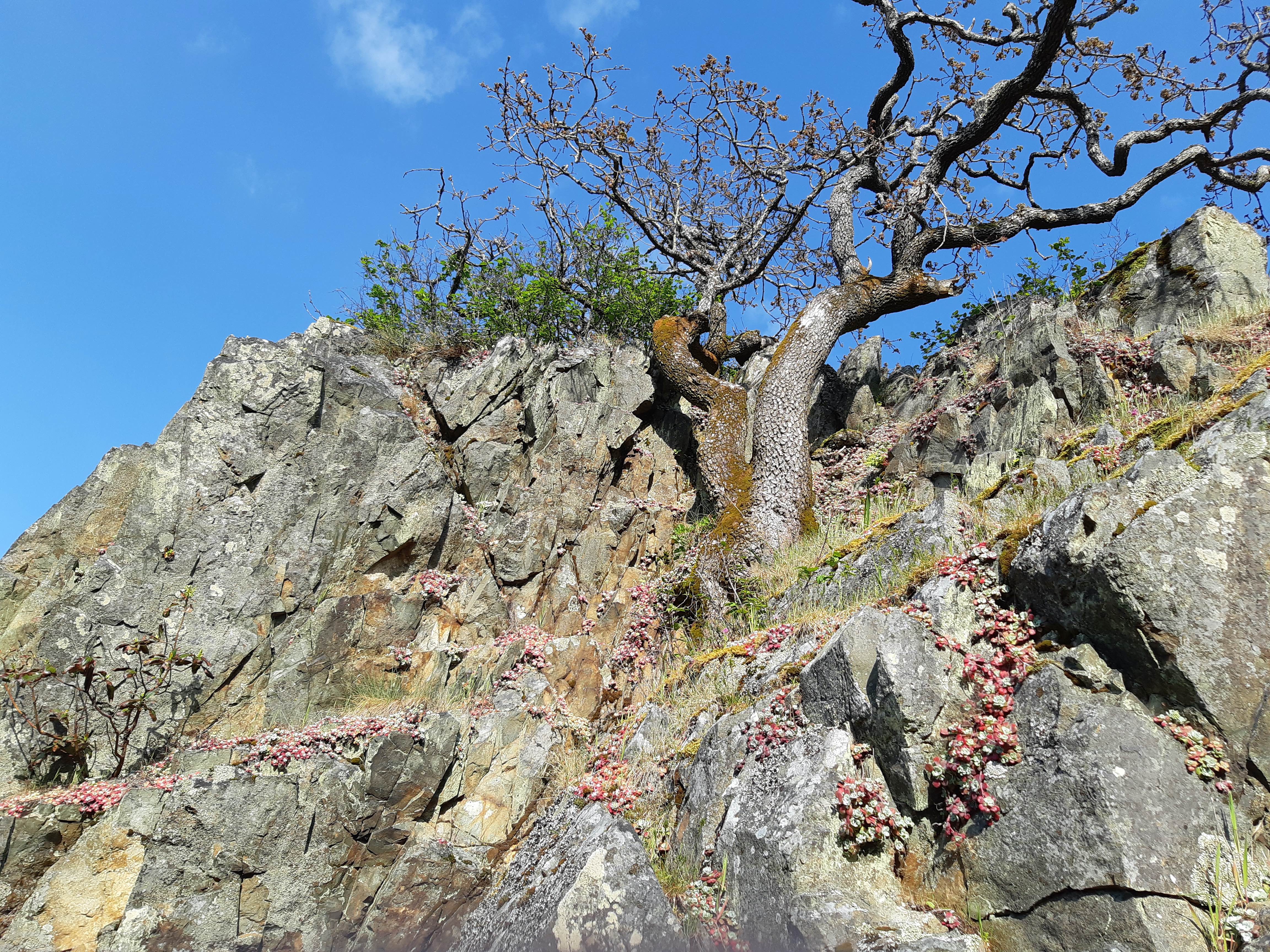 Stevenson in Nigeria